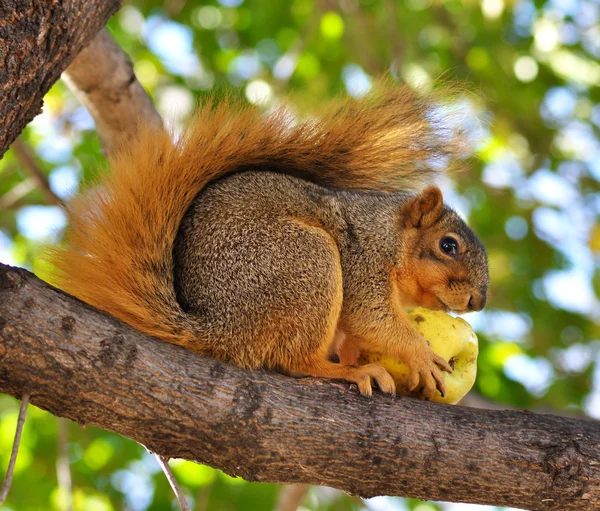 Eichhörnchen frisst Apfel — Stockfoto