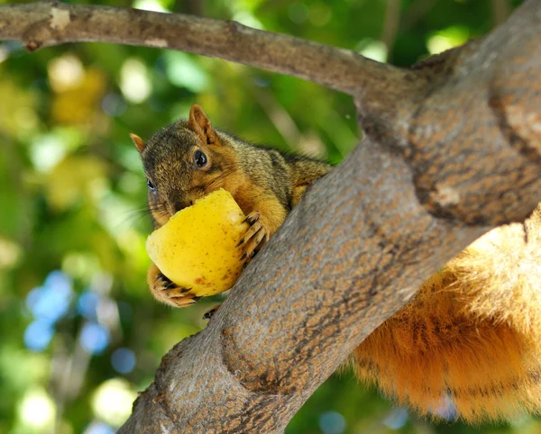 Squirrel eating apple — Stock Photo, Image