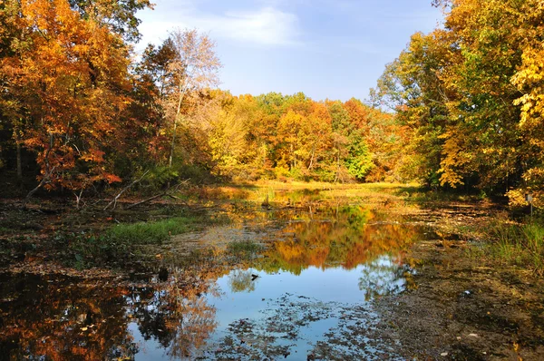 Красочный осенний лес с озером — стоковое фото