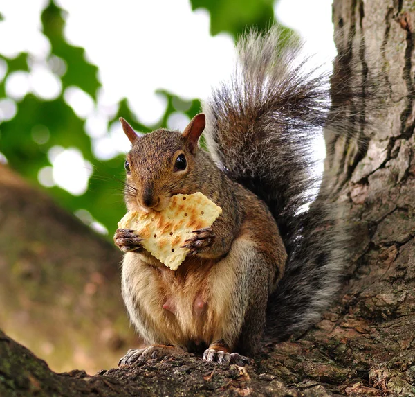 Squirrel eating cracker — Stock Photo, Image