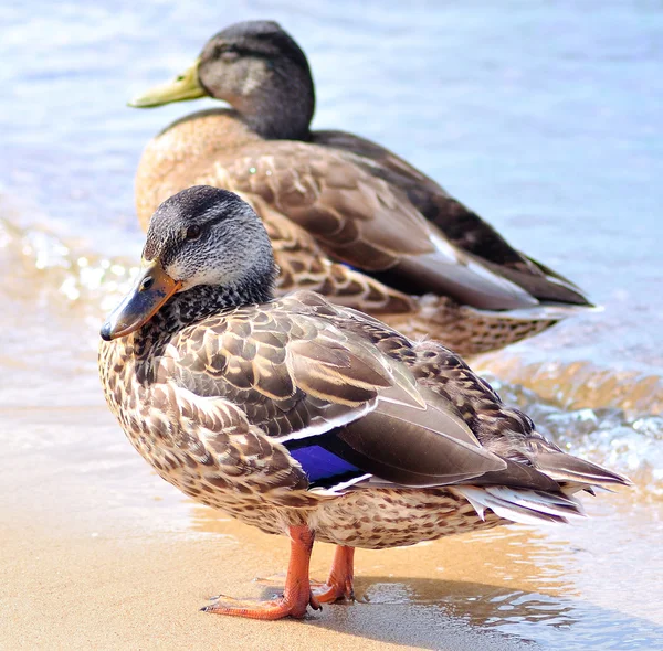 Patos salvajes junto al lago — Foto de Stock