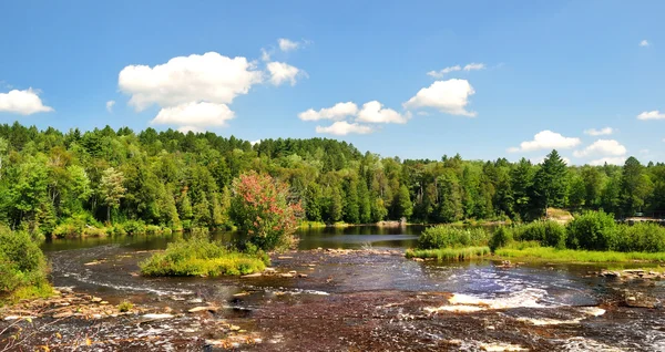 Letní krajina s řekou a lesem — Stock fotografie