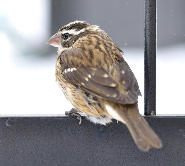 Sparrow i en vinter — Stockfoto