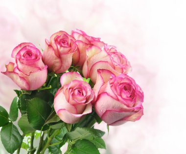 Pink fresh roses