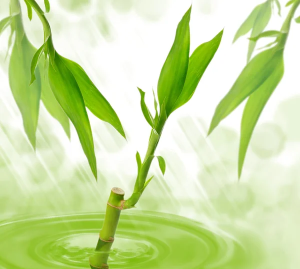 Bambu i en vatten — Stockfoto