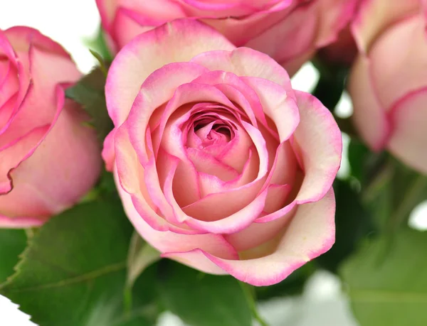 Φρέσκα ροζ τριαντάφυλλα σε κοντινό πλάνο — Φωτογραφία Αρχείου