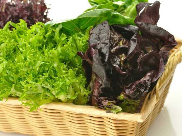 Sortiment frischer Salatblätter — Stockfoto