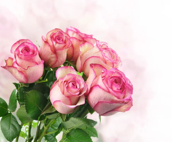 Ροζ ολόφρεσκα τριαντάφυλλα — Φωτογραφία Αρχείου