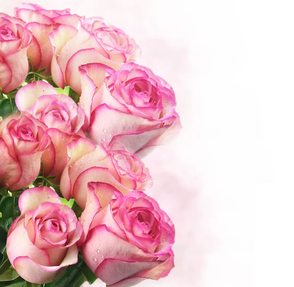 Rózsaszín friss Rózsa — Stock Fotó