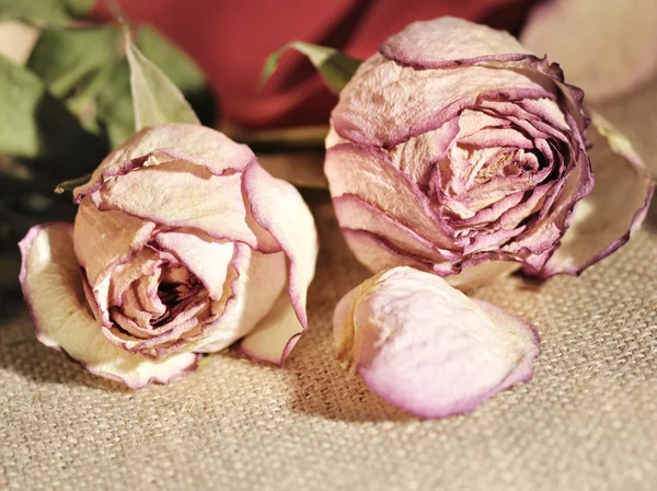 Ξηρά τριαντάφυλλα σε κοντινό πλάνο — Φωτογραφία Αρχείου