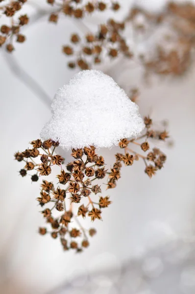 Сушена зимова рослина зі снігом — стокове фото