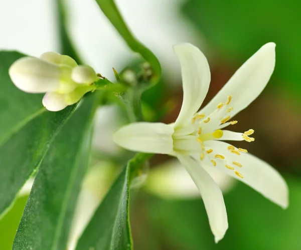 stock image Lemon flower