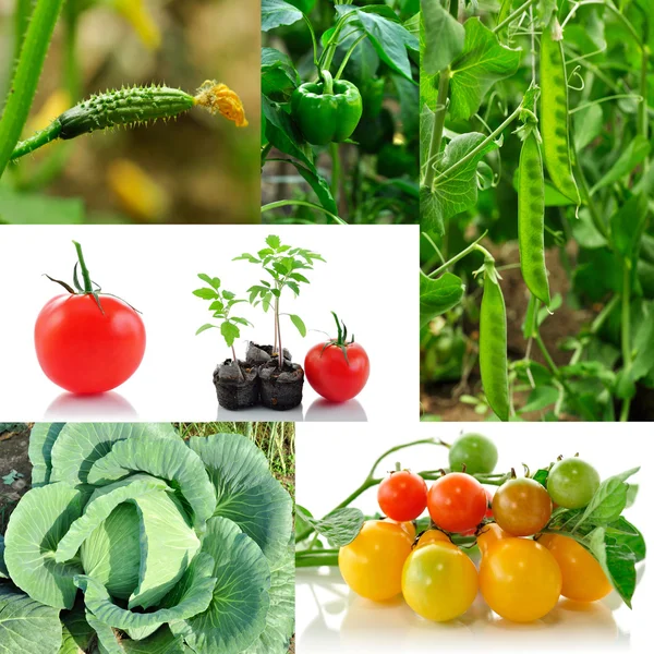 Collage vegetal —  Fotos de Stock