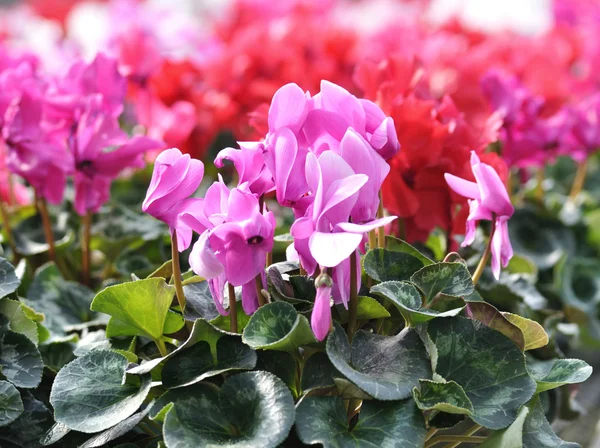 Flores de ciclamen — Foto de Stock