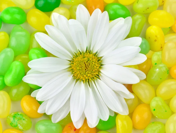 Květina a candy — Stock fotografie