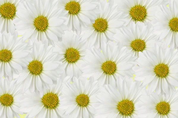 stock image Daisy background