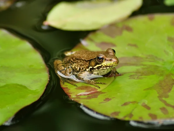 水のカエル — ストック写真