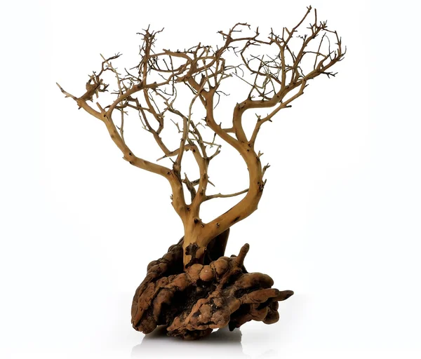 Сухое дерево — стоковое фото