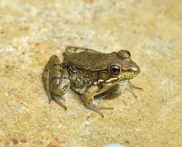 Woda zielony żaba — Zdjęcie stockowe
