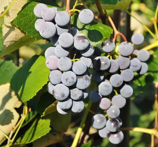 Kiście winogrona granatowe w winnicy — Zdjęcie stockowe