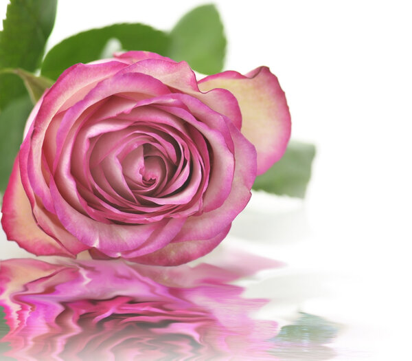 Pink rose, close up shot