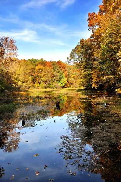 Podzimní les u jezera — Stock fotografie