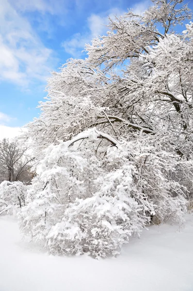 얼음 폭풍 후 나무 — 스톡 사진