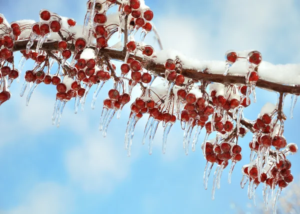 Větev s červenými plody po ledové bouři — Stock fotografie