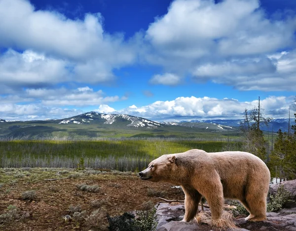 Mountain landscape with bear — Stock Photo, Image