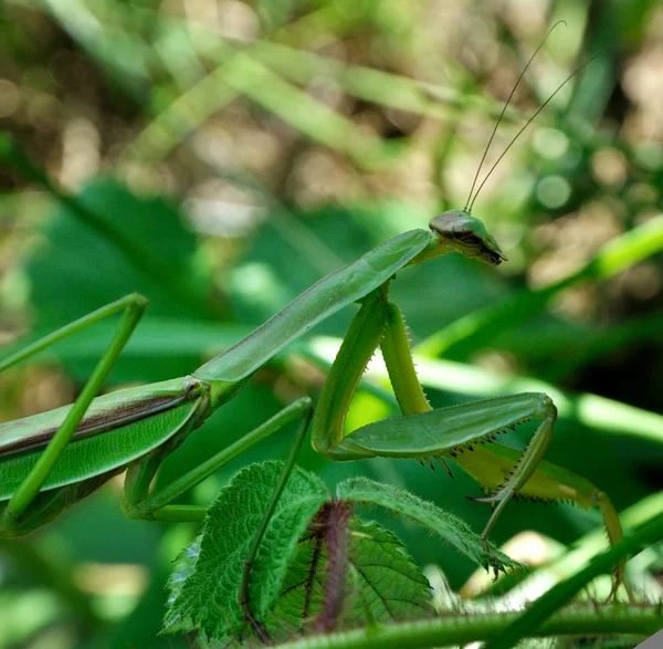 Praying Mantis — Stock Photo, Image