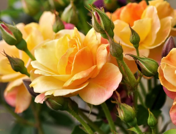 Růžové a žluté růže — Stock fotografie