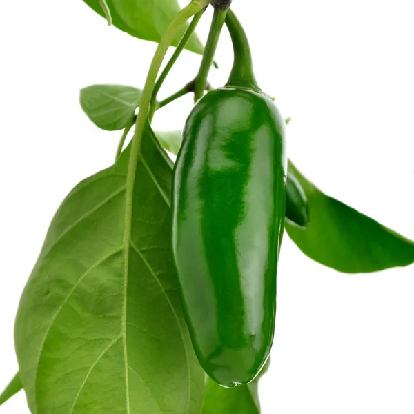 Varm grön paprika — Stockfoto