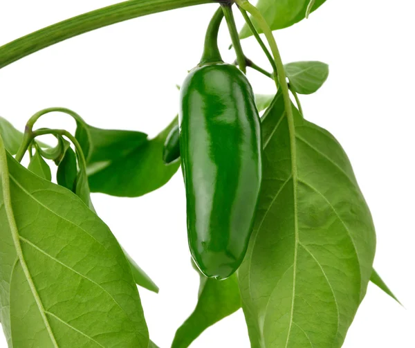 Hot green pepper — Stock Photo, Image