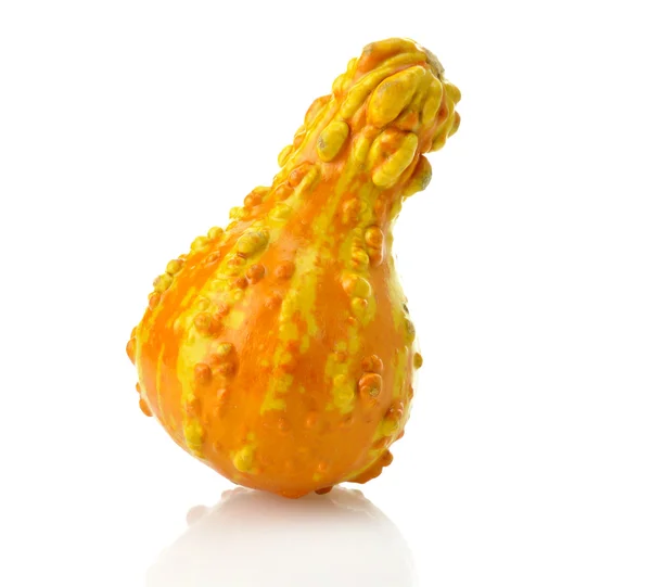 Mini Pumpkin — Stock Photo, Image