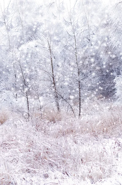 Зимний фон — стоковое фото