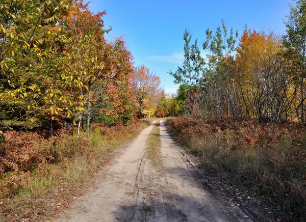 田舎道と秋の森 — ストック写真