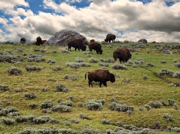 Bisons voederen in de bergen — Stockfoto