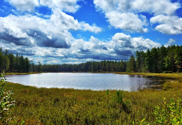 Pequeno lago na floresta — Fotografia de Stock