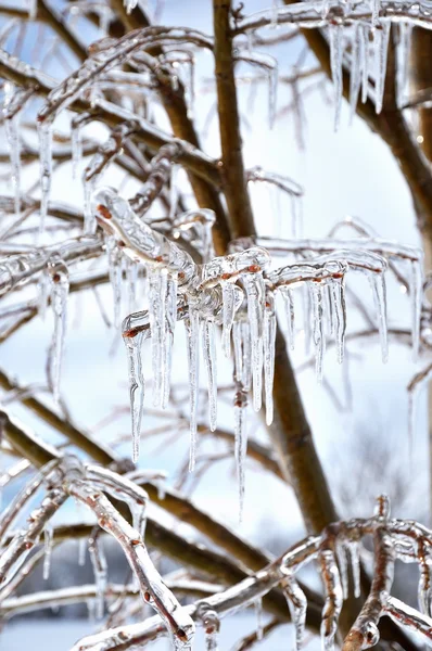 Círculos de gelo nos galhos das árvores — Fotografia de Stock