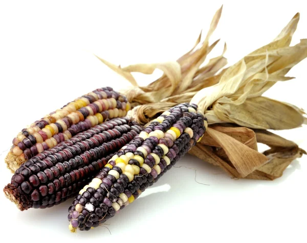 Красочная сухая кукуруза — стоковое фото