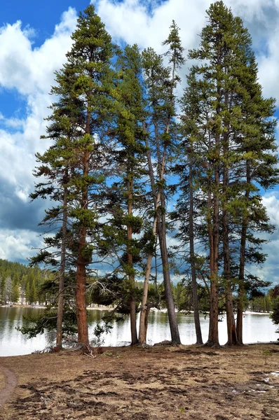Dennenbomen aan het meer — Stockfoto