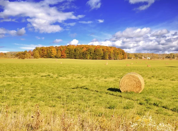 Autumn Field — Stock Photo, Image