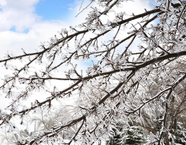Лёд на ветвях деревьев — стоковое фото
