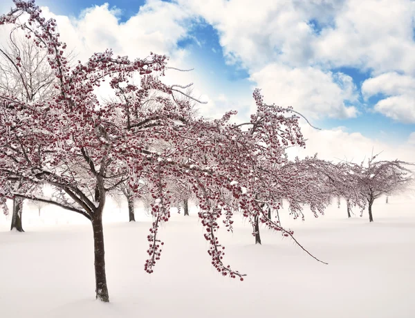 Лёд на ветвях деревьев — стоковое фото