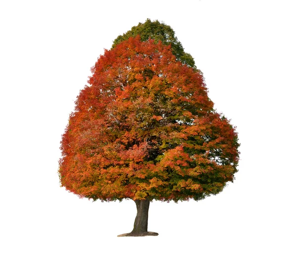 Barevné podzimní strom — Stock fotografie