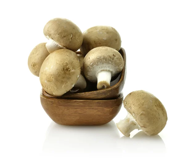 stock image Mushrooms