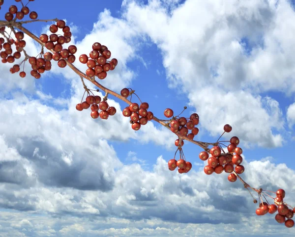 빨간 열매와 파란 하늘 — 스톡 사진