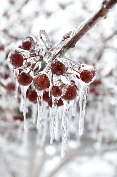 Red Berries With Icicles — Stock Photo, Image