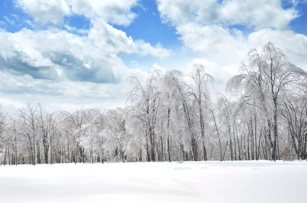 Winter Forest — Stock Photo, Image