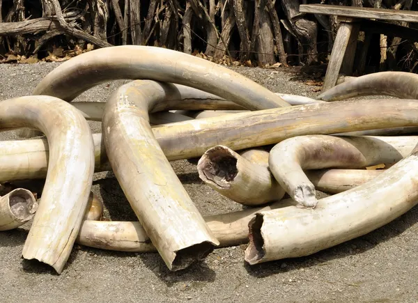 Ivory Tusks — Stock Photo, Image